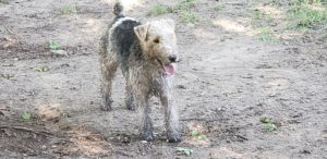 dirty wire hair fox terrier